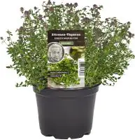 Einsteinkräuter Zitronenthymian 12 cm Topf