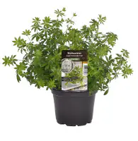 Einsteinkräuter Waldmeister 12 cm Topf