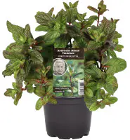 Einsteinkräuter - arabische Minze 12 cm Topf