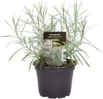 Einsteinkräuter Currykraut 12 cm Topf