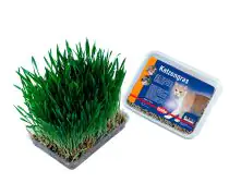 Nobby Katzengras 100 g