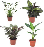 Zimmerpflanzen-Set im 12 cm Topf mit Pfeilblatt, Korbmarante, Gebetspflanze & Baumstrelitzie