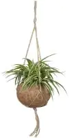 Kokodama Chlorophytum Grünlilie 20 cm 15 cm Topf
