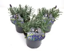 Sunny RockCollection Lavendel Lavandula 13 cm Topf