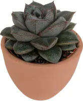 Cactaceae Sukkulenten 8,5 cm im 9 cm Topf 