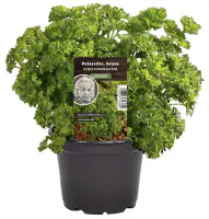 Einsteinkräuter Petersilie kraus 12 cm Topf
