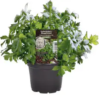 Einsteinkräuter Liebsstöckel Maggikraut 12 cm Topf