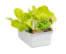 Bio Salat- und Gemüsesetzlinge Kopfsalat Lactuca sativa 6er Schale