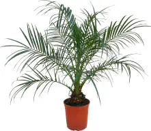 Zwerg-Dattelpalme Phoenix roebelenii H 70-80 cm, 17 cm Topf