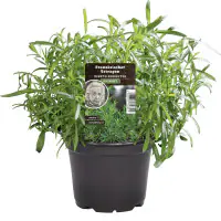 Einsteinkräuter Estragon 12 cm Topf