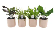 Zimmerpflanzen-Set im 12 cm Keramiktopf mit Gebetspflanze, Grünlilie, Streifenfarn & Bananenpalme