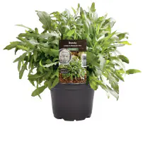 Einsteinkräuter - Ruccola Speedy 12 cm Topf