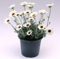 Sunny RockCollection Marokkanische Margerite Rhodanthemum H ca 25 cm 13 cm Topf
