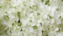 Hortensie 'Annabelle' 7,5 l Container