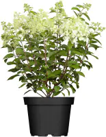 Rispenhortensien 5 l Container