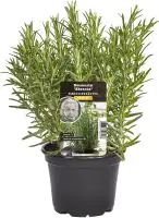 Einsteinkräuter Rosmarin 12 cm Topf