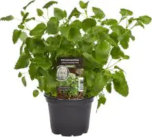Einsteinkräuter Zitronenmelisse 12 cm Topf
