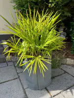 Kältetopfschutz Ø 50 cm x H. 70 cm grau