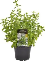 Einsteinkräuter Oregano vulgare 12 cm Topf