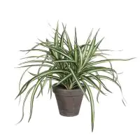 Mica Kunstpflanze Dracaena im Topf weiß/grün 34 x 40 cm 