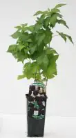 Obststrauch Schwarze Himbeere 2 L Eckcontainer