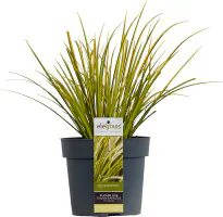 Ziergräser Acorus in Sorten 19 cm Topf